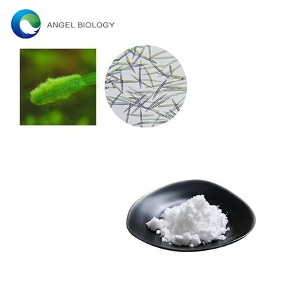What are Sponge Spicules Made of?